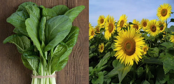 Vitamin greens_sunflowers