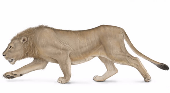 Cave lion 