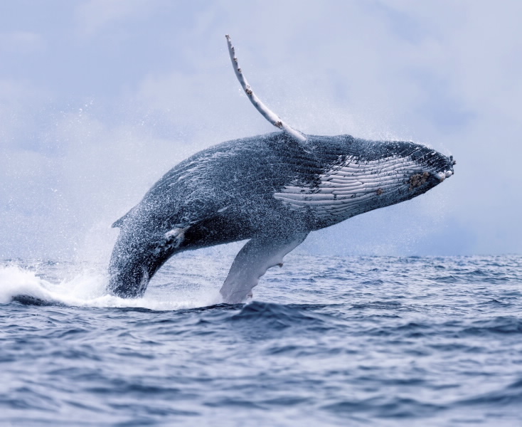 Whale media image