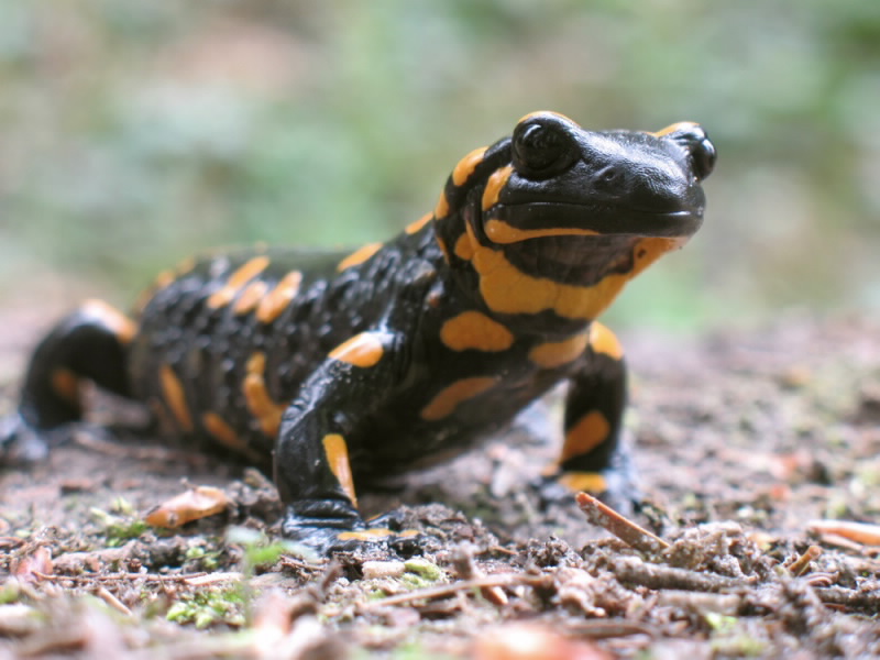 Salamander media image