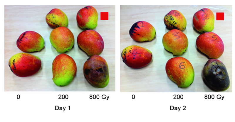 Mangoes Diagram 1