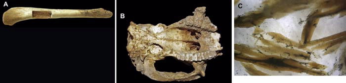 Tasmanian megafauna bone samples