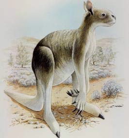 Illustration_of_the_extinct_short-faced_kangaroo