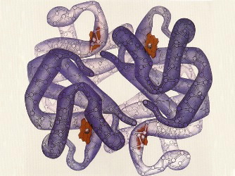 Haemoglobin protein rep 