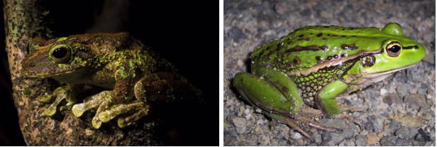 Green eyed frog image 1