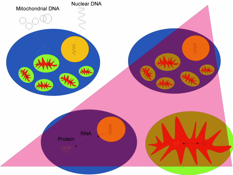 DNA and RNA Fig 3