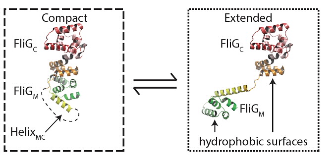 Flagella Motor Fig 2