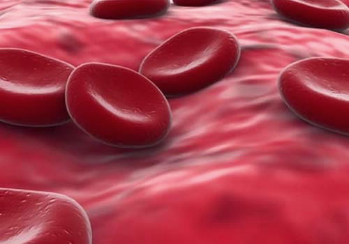 blood cells in the body