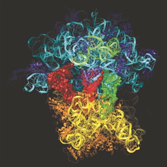 ribosome