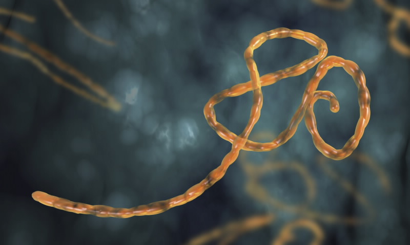 Ebola strand