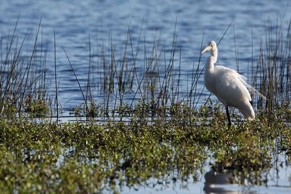 Heron bird on wetlands
