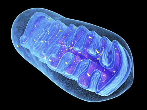 mitochondria news image