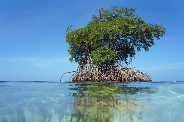 Mangroves media image