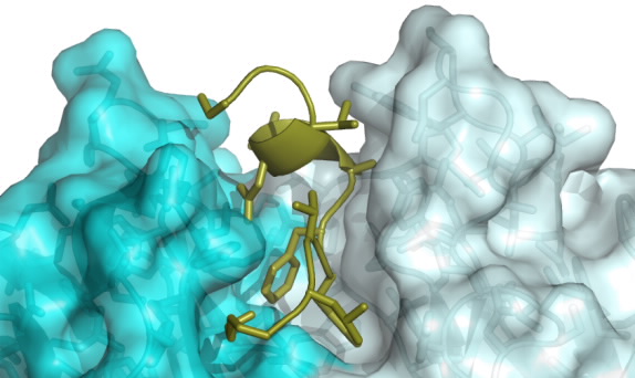 Alzheimers peptide Synchrotron image