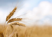 Wheat broadacre crop