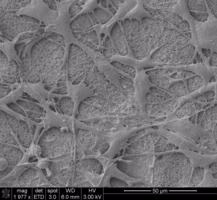 SWNT biopolymer blend thumbnail